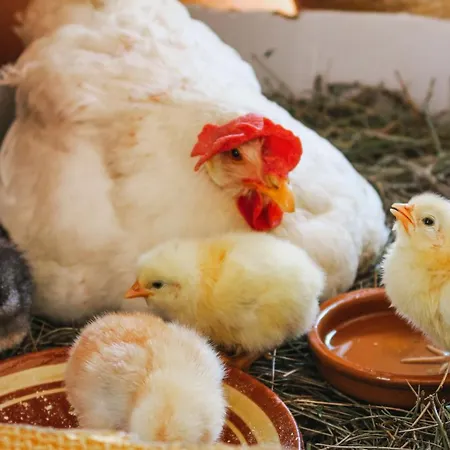 Apartment Masia Pou De La Vinya Sitges