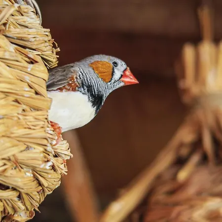 Masia Pou De La Vinya Appartement *