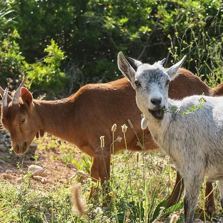 Apartament Masia Pou De La Vinya Sitges