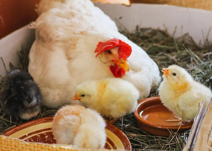 Apartament Masia Pou De La Vinya Sitges