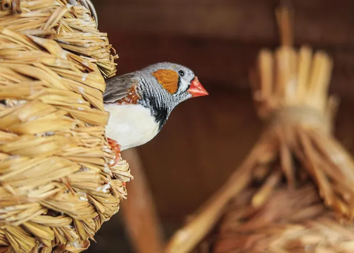 Masia Pou De La Vinya Apartament *