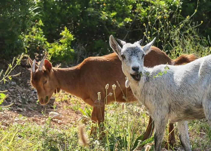 Apartament Masia Pou De La Vinya Sitges