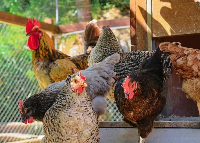 Masia Pou De La Vinya