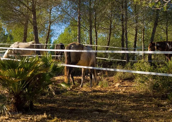 Apartman Masia Pou De La Vinya *