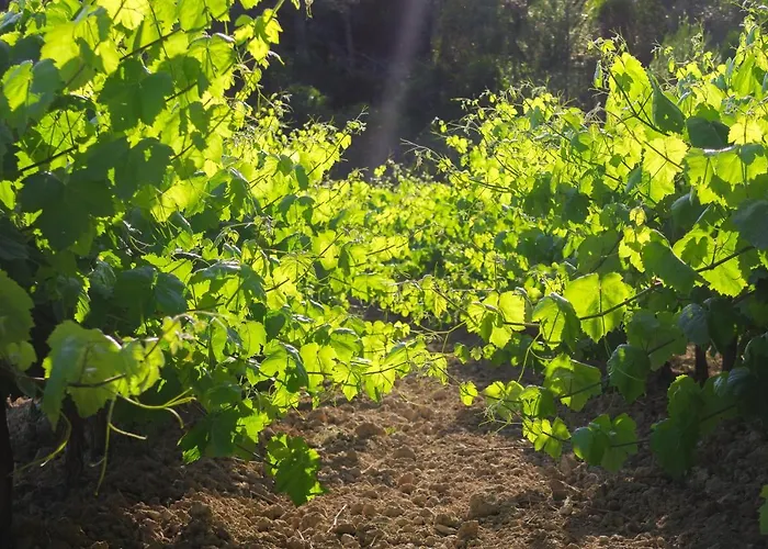 Masia Pou De La Vinya Sitges